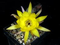 Thumbnail of 2232_Chamaecereus Hybride Virgina Star_20210528(1).JPG